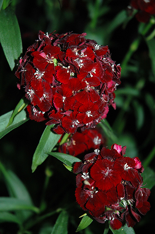 Sweet Black Cherry Sweet William Dianthus Barbatus Sweet Black Cherry